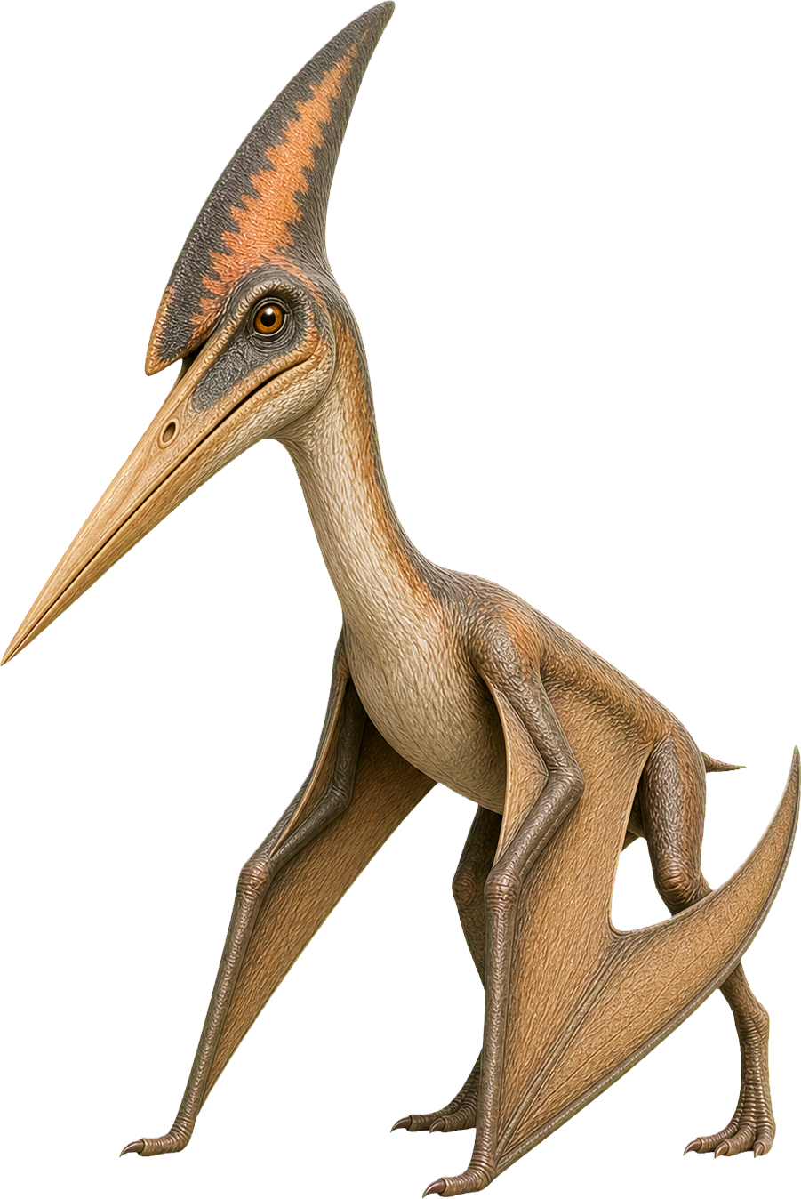 Pteranodon stands with folded wings beside a child and looks lower than its wingspan suggests.